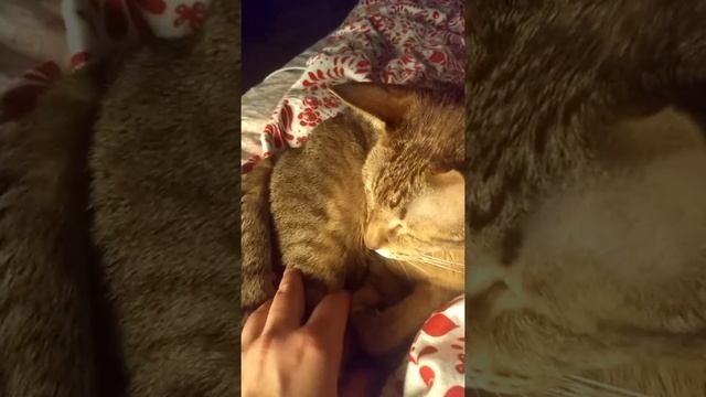 Кошачья благодарность 😻 смотреть онлайн