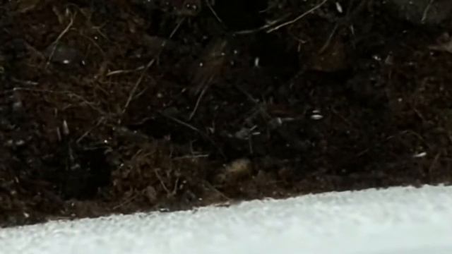 Odontomachus monticola IV. смотреть онлайн