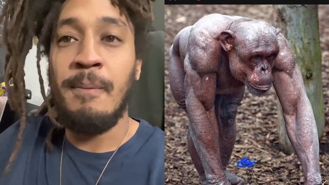 Chimps Are RIPPED! #PatGeo 🦧 смотреть онлайн