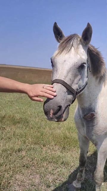 Крым белая лошадь смотреть онлайн