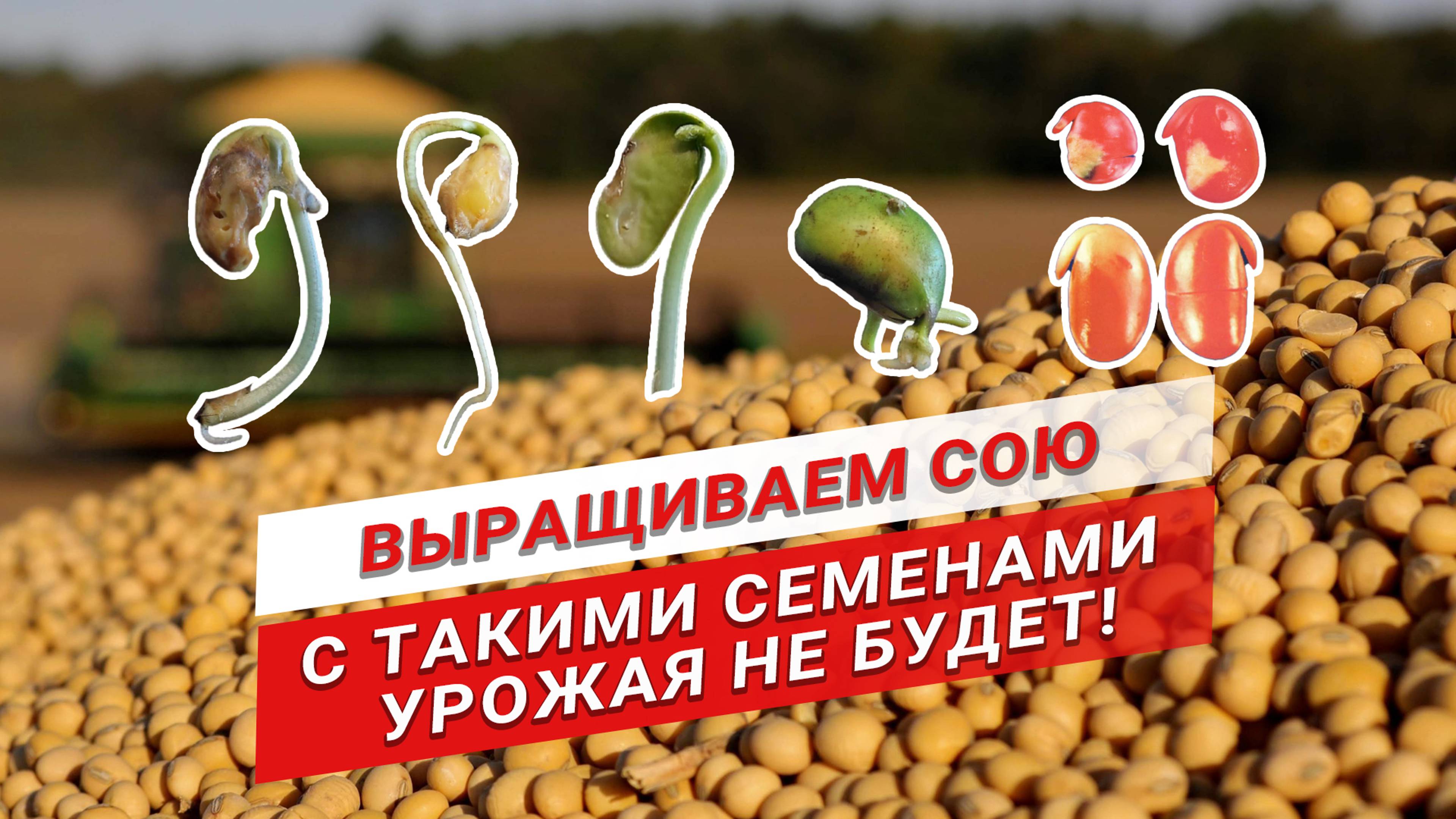 Как выбрать лучшие семена сои и подготовить к посеву? | Обработка семян | Семена сои | Посевная смотреть онлайн