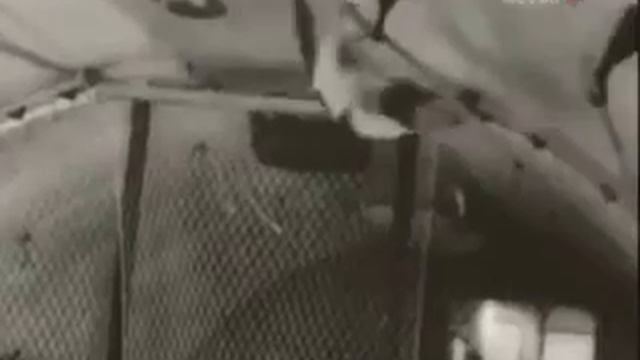 Больше кошек в космос не пускали... смотреть онлайн