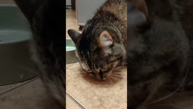 Шуша. На обед почки говяжьи #шуша #кошка #еда #cat смотреть онлайн