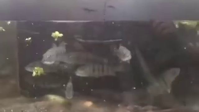 Cichla Azul feeding at Pier Aquatics смотреть онлайн