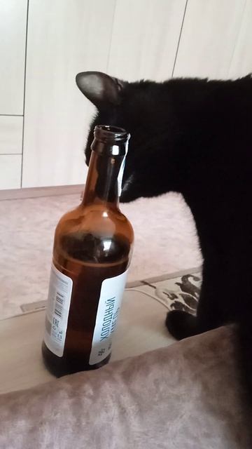 не пьющий кот #нененеяпитьнебуду смотреть онлайн
