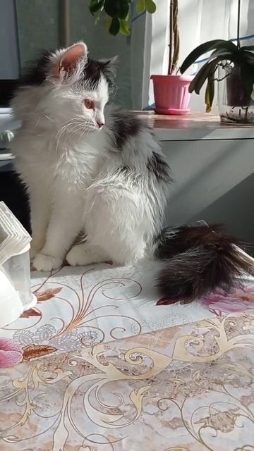 красивая Мелисса Турецкий Ван #shorts #cat #кот #turkishvan #турецкийван #funnyanimals смотреть онлайн