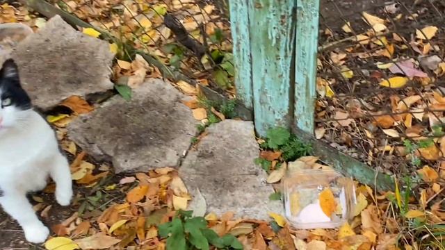 Кошка с котятами прячутся за забором. смотреть онлайн