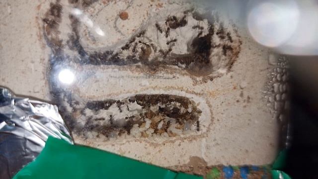 Pheidole Yeensis Ep-2 Feeding and Growth update смотреть онлайн