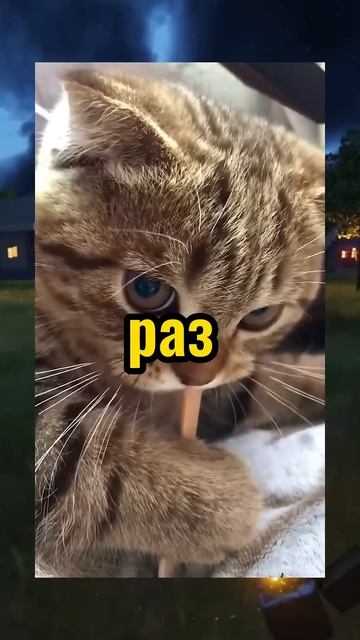 ВИРУСНЫЕ ВИДЕО / Кот во рту смотреть онлайн