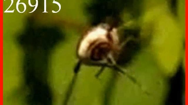 Wollschweber Bombylius major Rotationstaffel Nr. 3 - 1000-fach verlangsamt смотреть онлайн