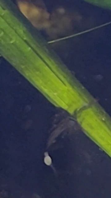 SACO VITELINO do alevino de #acarabandeira смотреть онлайн