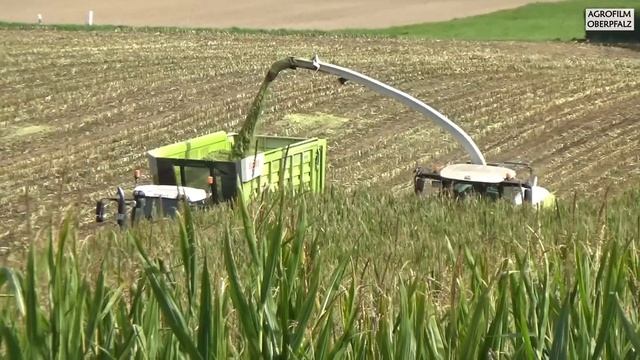 Die Raubkatze im Mais - Claas Jaguar 970 beim Maishäckseln - Teil 2 - Lohnunternehmen Winderl смотреть онлайн