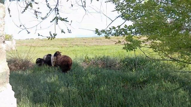 купил овец на развод 🐑 смотреть онлайн