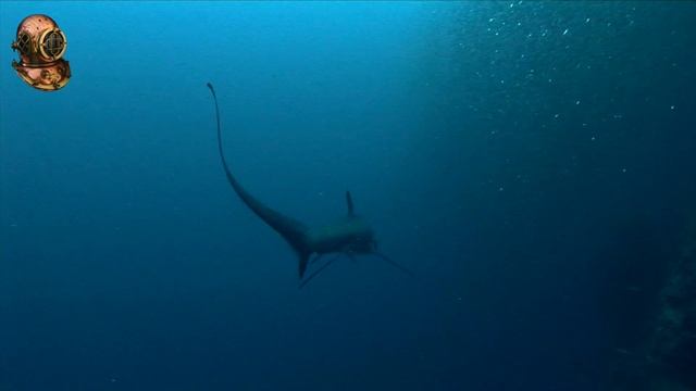 Moalboal Marine Life, Thresher Shark смотреть онлайн