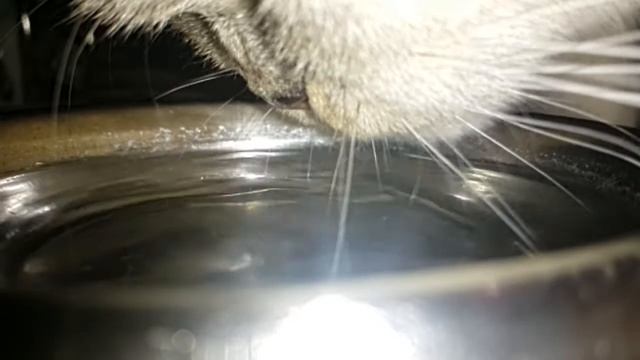 Galaxy S4 Slow Motion - Котик пьет. смотреть онлайн