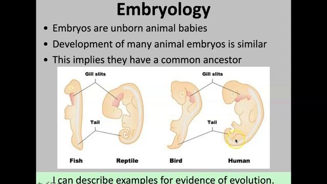 Evolution 2: Evidence смотреть онлайн