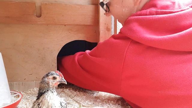 Bundesringe richtig aufziehen Küken beringen🐣🐤🐥 смотреть онлайн
