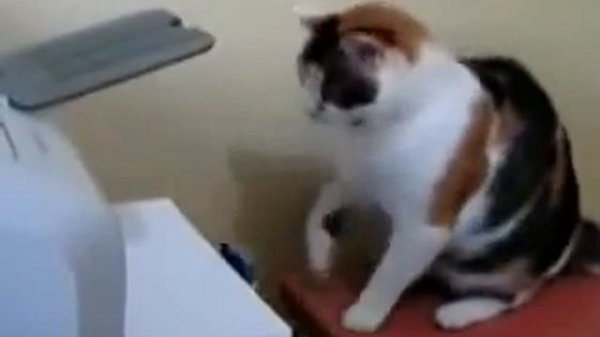 Кошка дерется с принтером  Cat vs  Printer