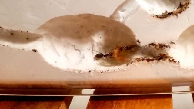 蟻のハンティング смотреть онлайн