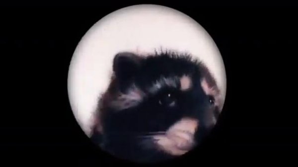 Енот Педро #raccoon #енот #pedro #pedropedropedropedro