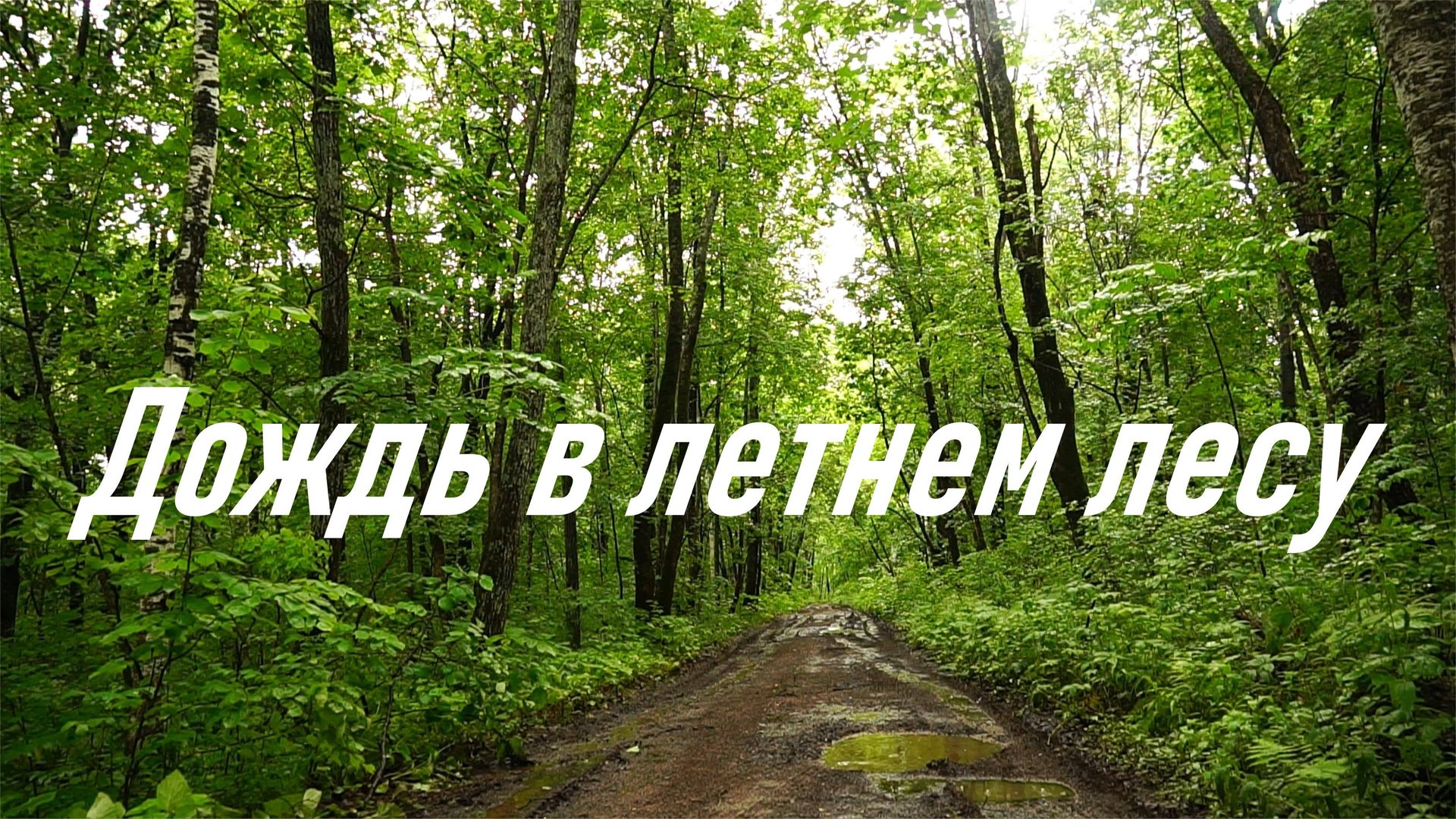 Дождь в летнем лесу, июнь 2024 г., снято в пгт. Лучегорск смотреть онлайн