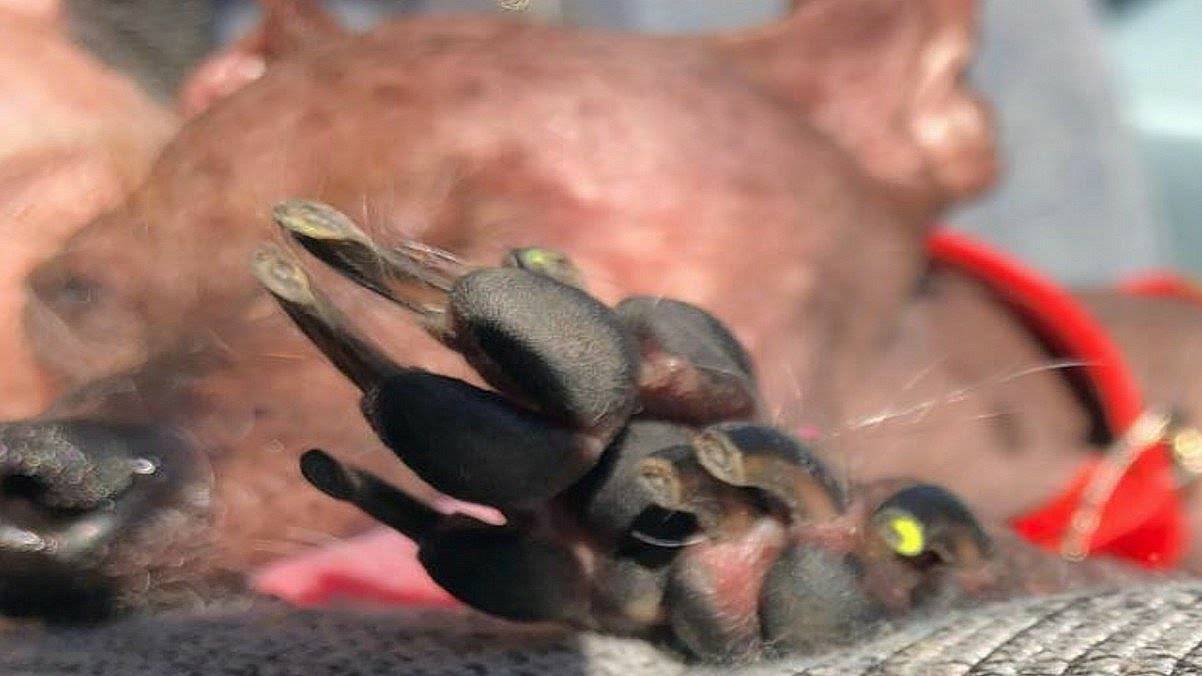 Прохожие пугаются НЕКРАСИВОЙ собачки и брезгливо обходят ее стороной