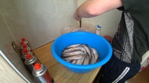 Солим ЗУБАРЯ (Корюшку зубатку)