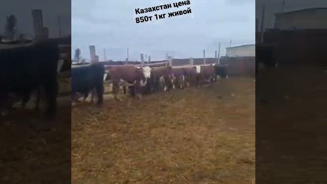 #казахстан#Караганда#Нурсултан#Продам#Тёлки80 голов цена 850т за 1кг живой вес тел 8776 813 4579 смотреть онлайн