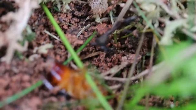 Odontomachus chelifer смотреть онлайн