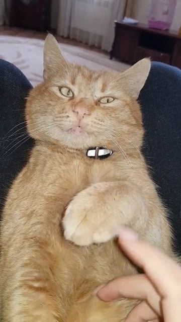 спасибо за подписку ❤ #кот #рыжийкот #котэйка #котики #животные #забавныеживотные #шортс смотреть онлайн
