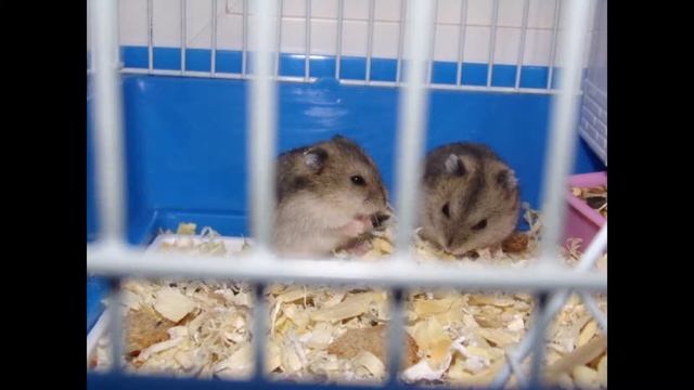 Мой хомяк Стёпа проходит лабиринты. смотреть онлайн