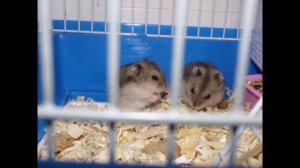 Мой хомяк Стёпа проходит лабиринты.