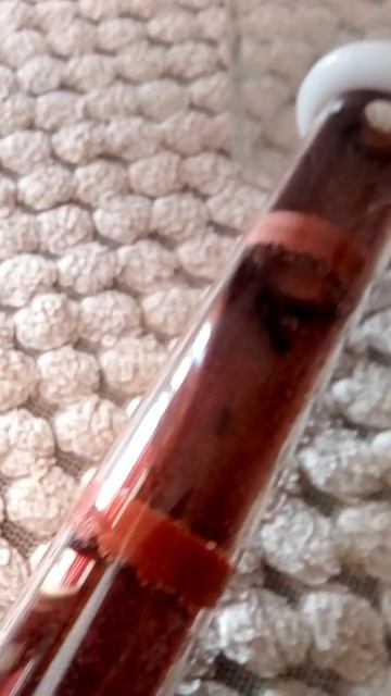 Camponotus Foreli 02.09.2020 смотреть онлайн