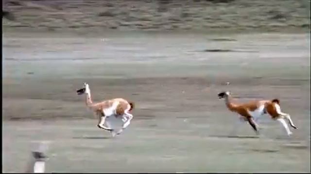 Puma: Lion Of The Andes смотреть онлайн