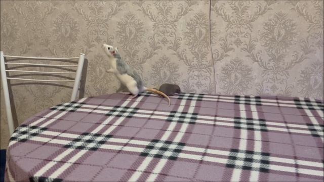 Загадки животного мира