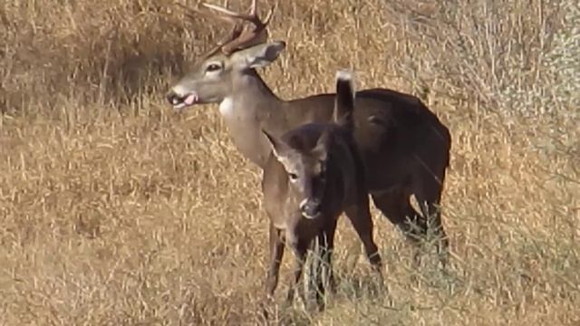 Mating whitetail deer (Apareamiento de venado cola blanca) смотреть онлайн