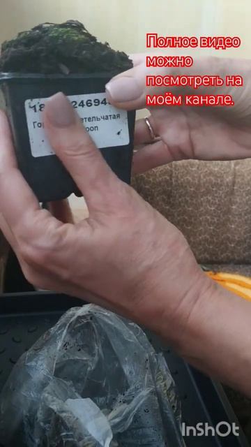 Какие растения приходят  через Wildberries