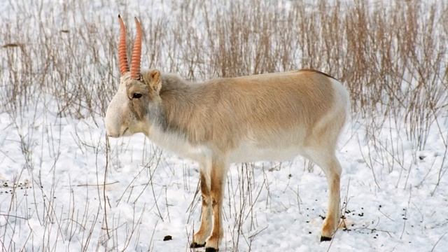Saiga Antelope - Animal of the Week смотреть онлайн