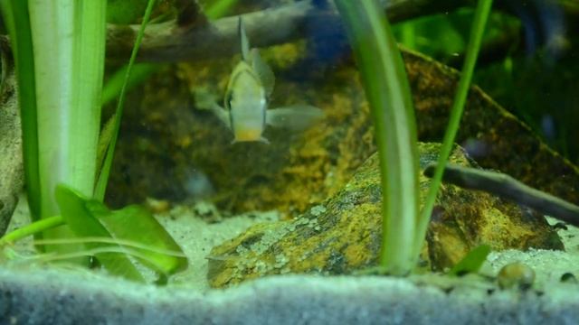 Mikrogeophagus altispinosus. Puesta. Segundo día. смотреть онлайн