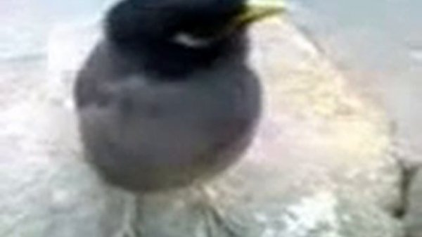 Майна гап мезана.