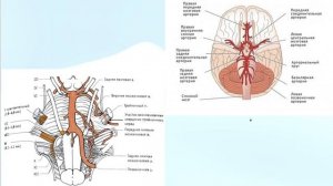 Лечение Невралгии тройничного нерва. Для изучающих Су Джок терапию