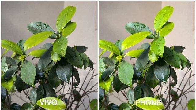 Vivo S16 Vs IPhone 14 Camera Test
