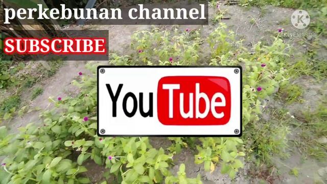 cara menanam bunga kenop / bunga kancing sampai panen смотреть онлайн