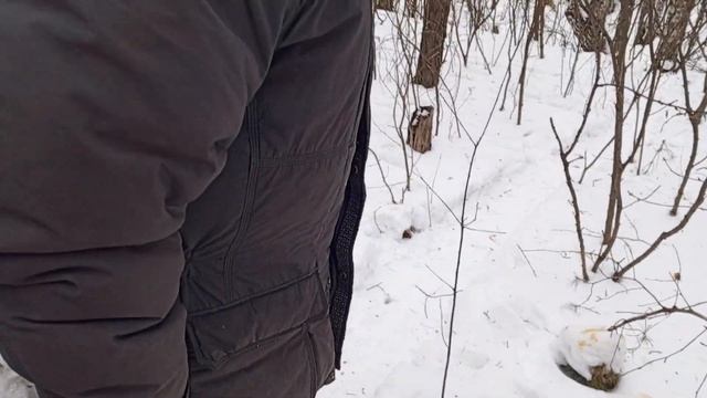 Привезли очередной обед лисам,куницам и для рыси. смотреть онлайн