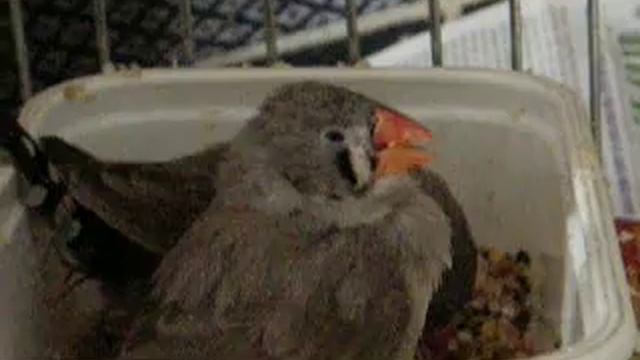 My zebra finches 2 смотреть онлайн