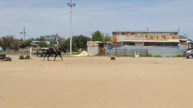 лошадь смотреть онлайн