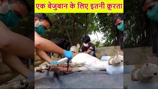 इतनी बेरहमी क्यों 😭 #shorts #humanity смотреть онлайн