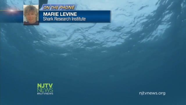 Should You Worry About Shark Attacks at the Jersey Shore? смотреть онлайн