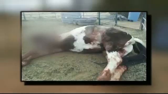 Group of pit bulls kill family's pets in Santa Fe смотреть онлайн