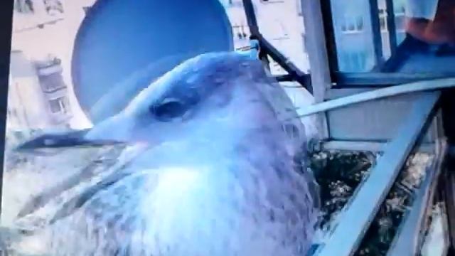 Чайката Рашо вече е тийнейджър(Seagull Rasho) смотреть онлайн